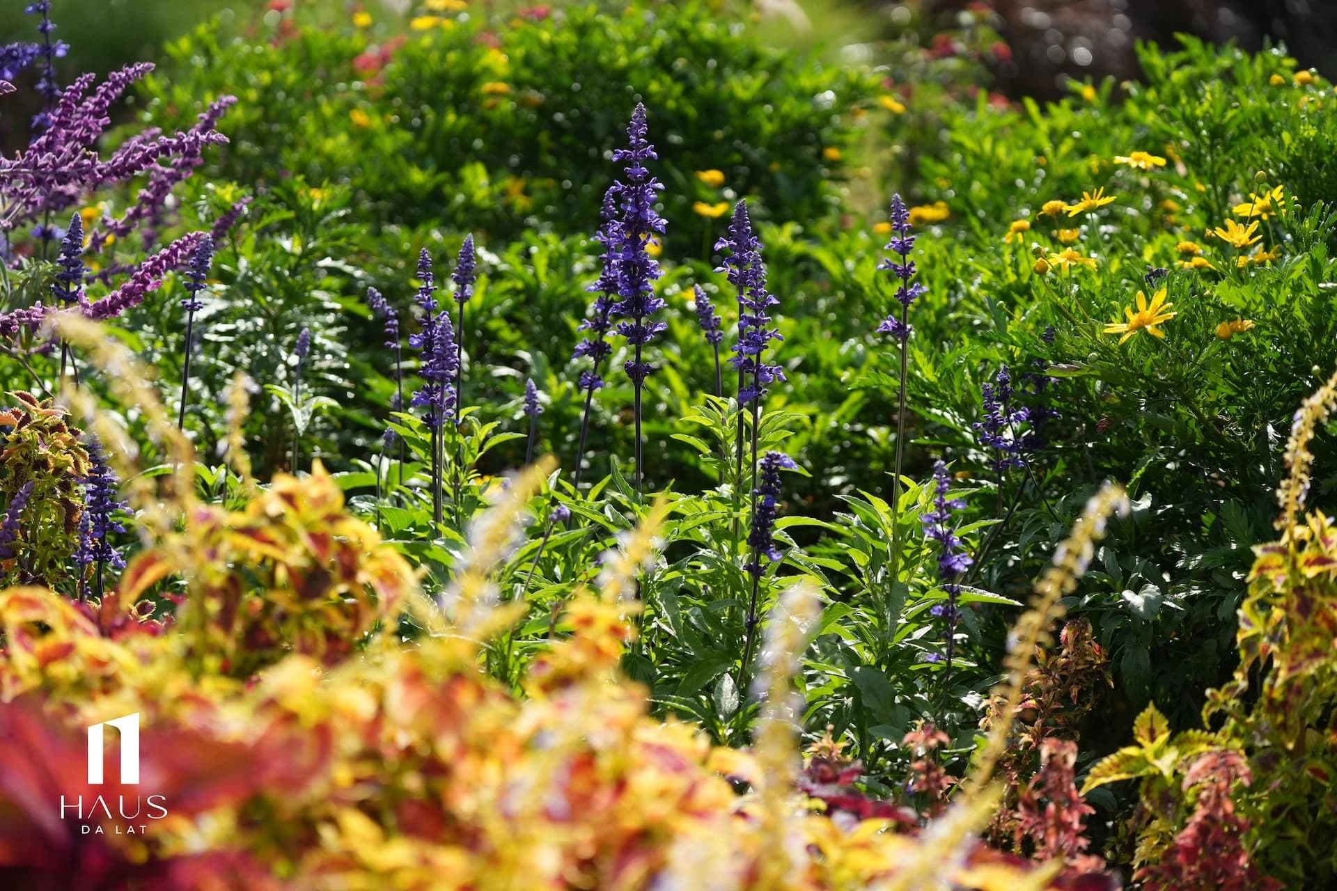 Sống giữa bốn mùa hoa nở